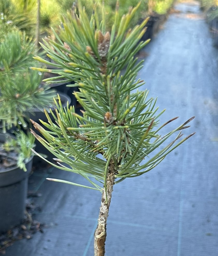 Сосна обыкновенная Хилсайд Крипер штамб